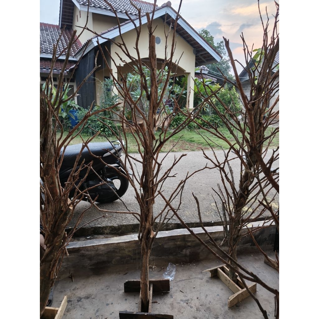 Ranting dekorasi kayu asli