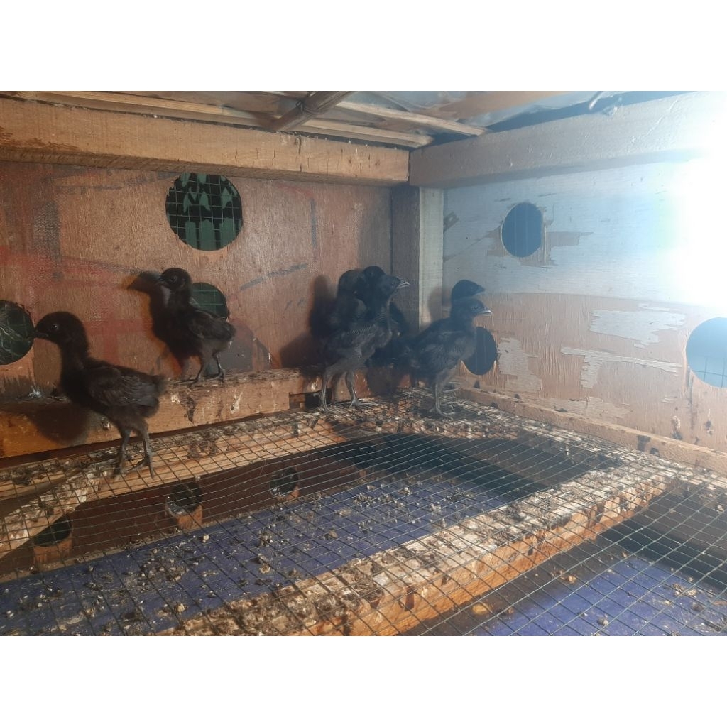 Ayam Cemani lidah hitam dan abu abu