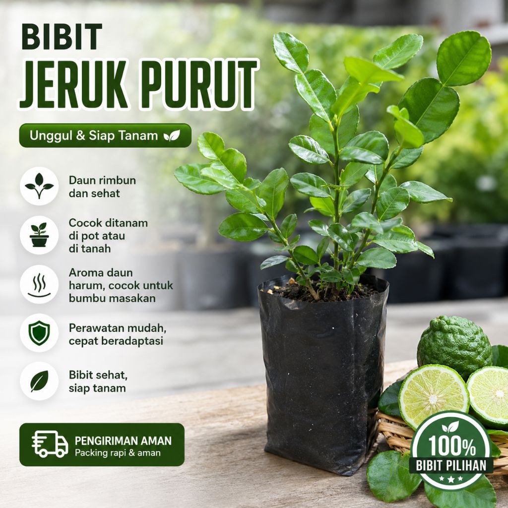 jeruk purut/Bibit jeruk purut untuk masak/Bibit jeruk purut/Bibit jeruk purut asli/Bibit jeruk purut