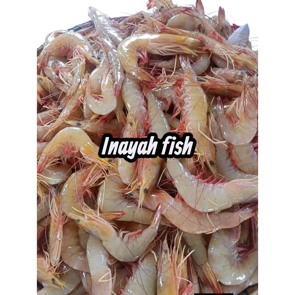 udang jerebung segar udang laut size besar 1 kg