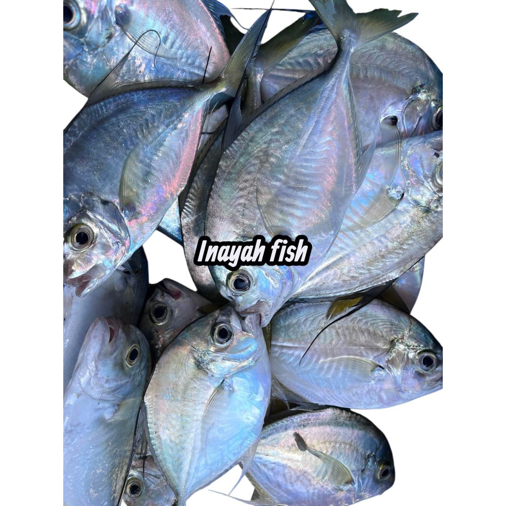 ikan kuwe gepeng Segar ikan kuwe cepat ikan laut 1 kg