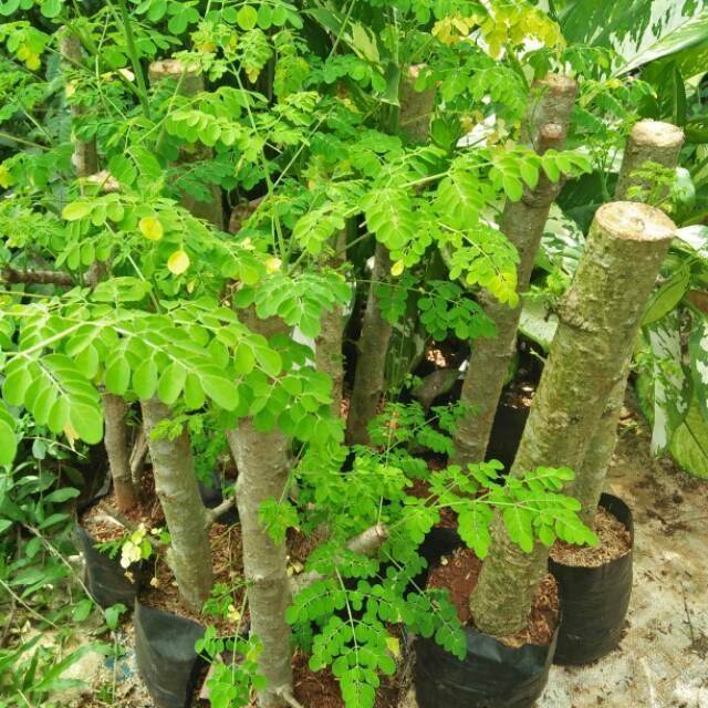 Bibit Stek Pohon Kelor Hidup Siap Tanam – Hadirkan Apotek Hidup Kaya Nutrisi di Rumah