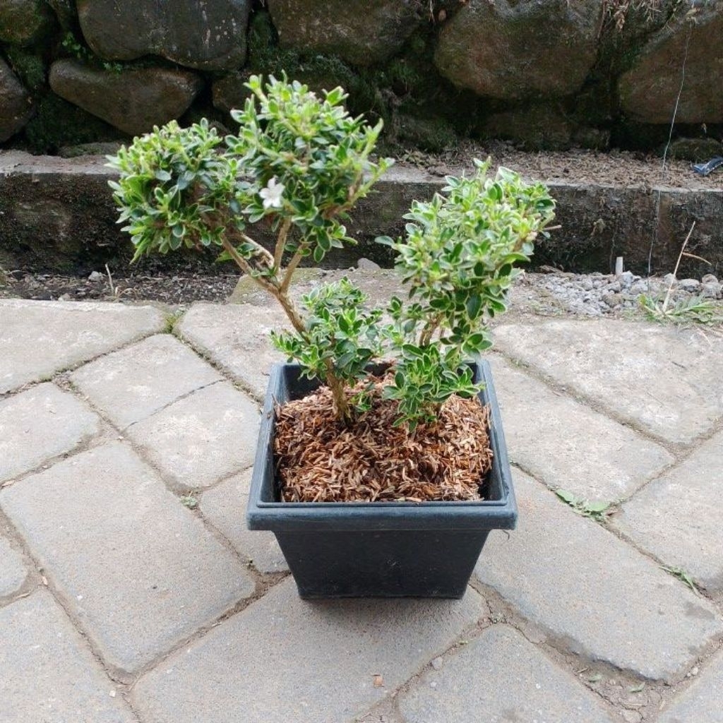 bonsai mirten varigata