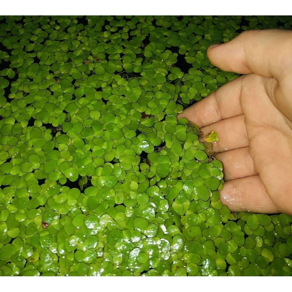 Spirodela Polyrhiza, Tanaman apung