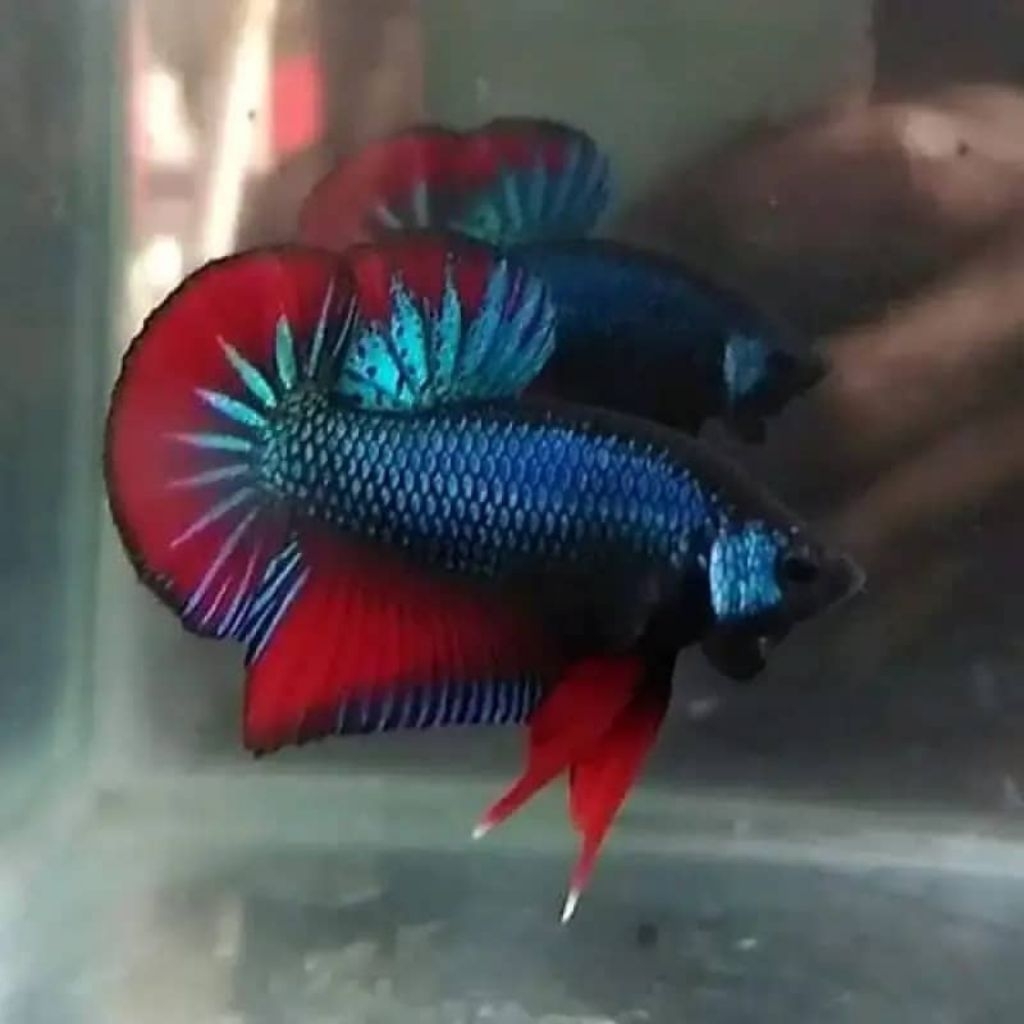 Hiasang Aquarium Cupang Alam Atau Cupang Bagan Betta Imbellis