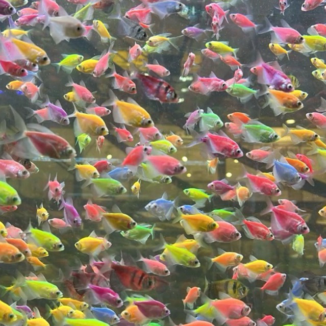 [Ikaniku Official] Ikan Hias Glow Fish Tetra  Size S-M | Ikan Warna-Warni | Ikan Glow In The Dark