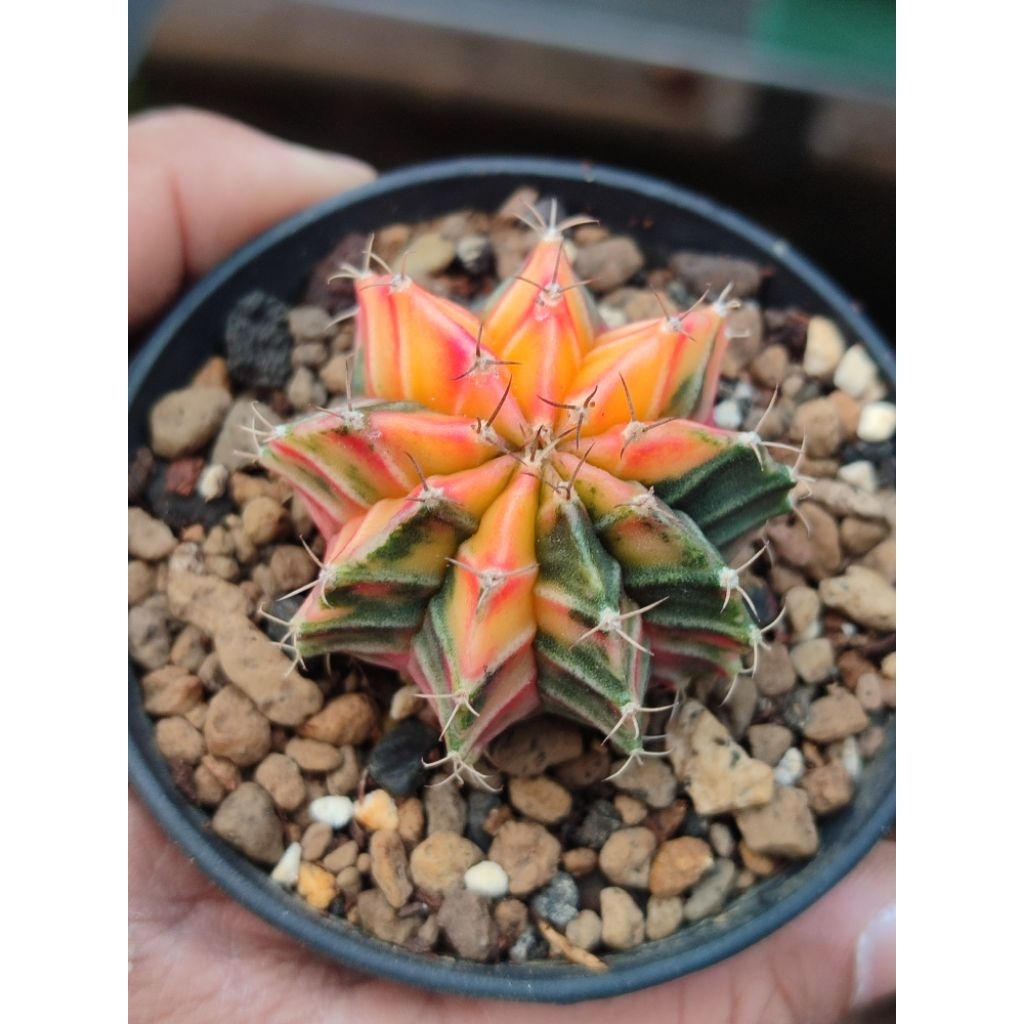 LB hybrid varigata seedling