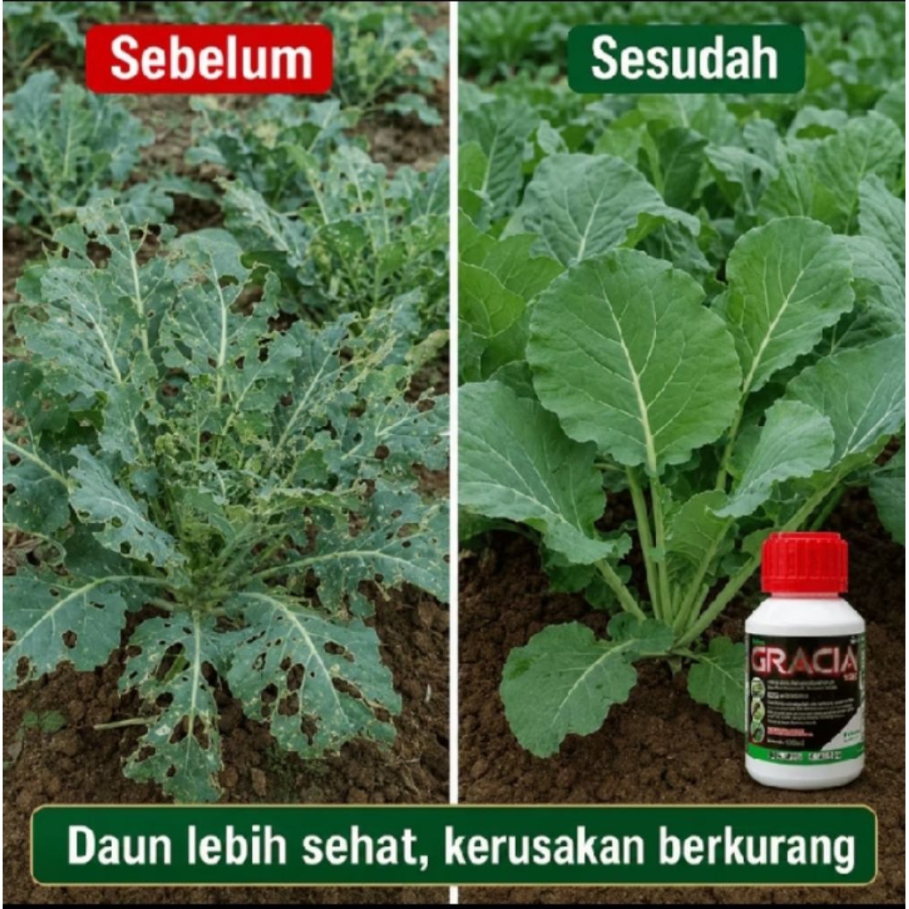 Insektisida Gracia Asli pabrik 100%