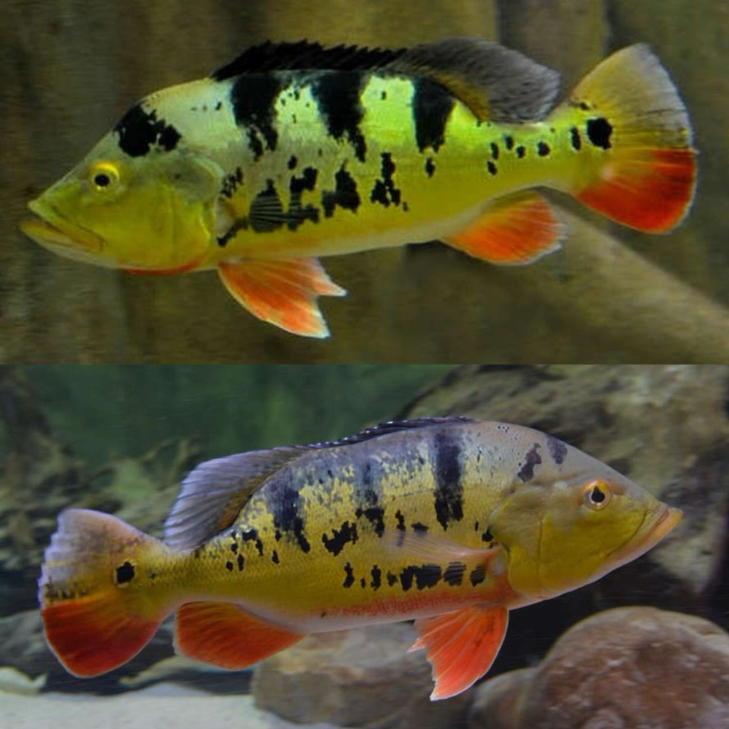 [Chan Aquatic] Ikan Hias Pbass Mono Size 5-7cm