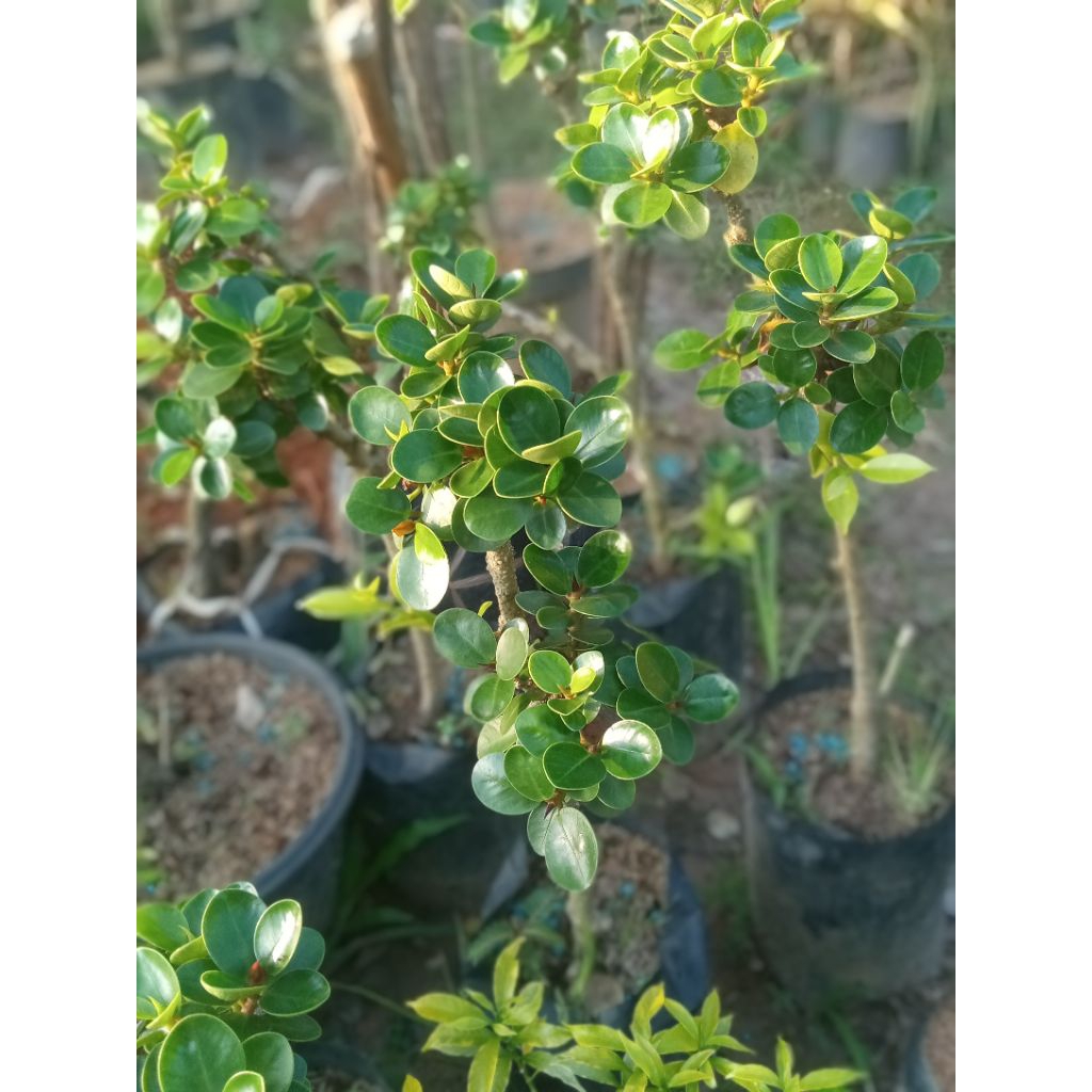 bonsai dolar mikro