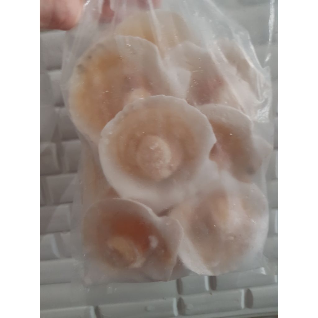 Frozen Scallop half shell