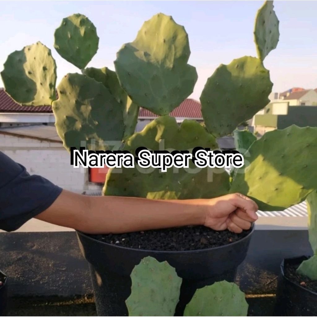 Tanaman Hias Kaktus Centong Opuntia Gomei Murah Ekonomis
