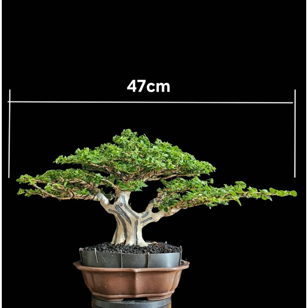 Bonsai Sancang Prospek | Size Small | Siap Pajang-Kontes |The max