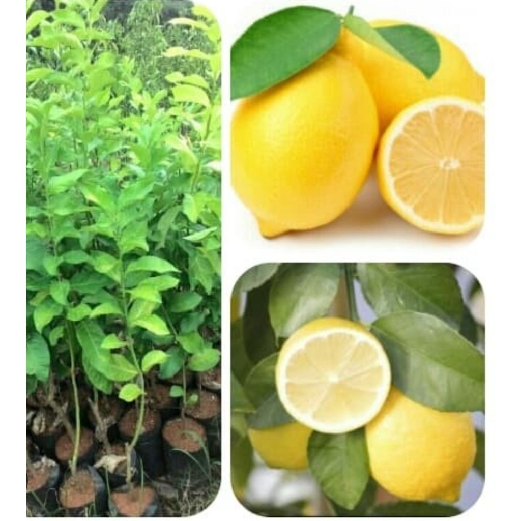 Bibit Jeruk Lemon California (Asli)