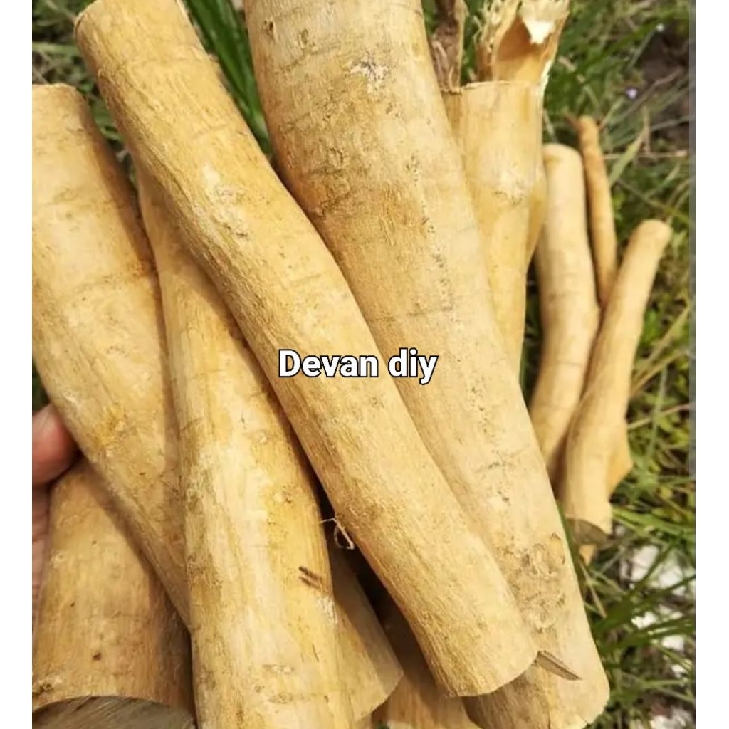 herbal pasak-bumi, bubuk pasak-bumi, obat herbal