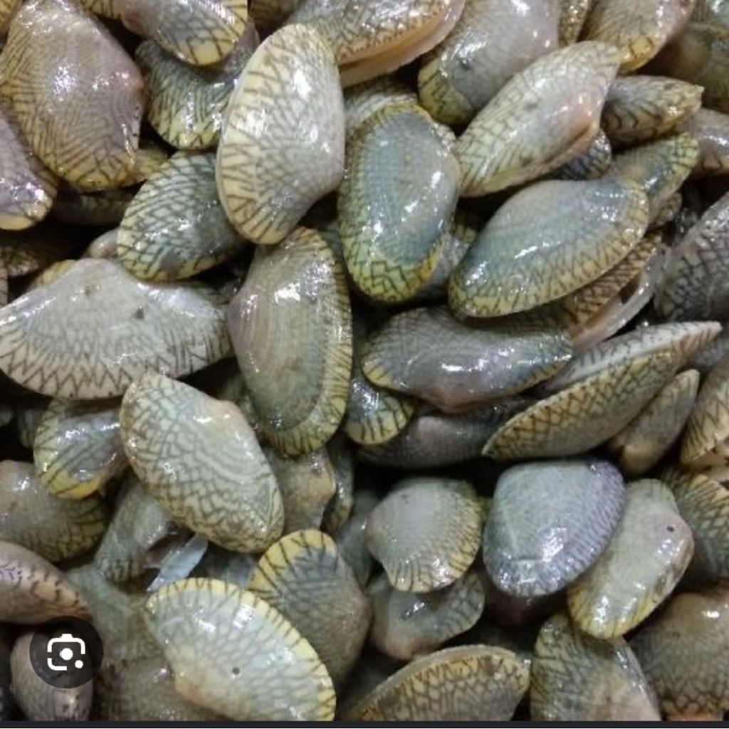 kerang batik
