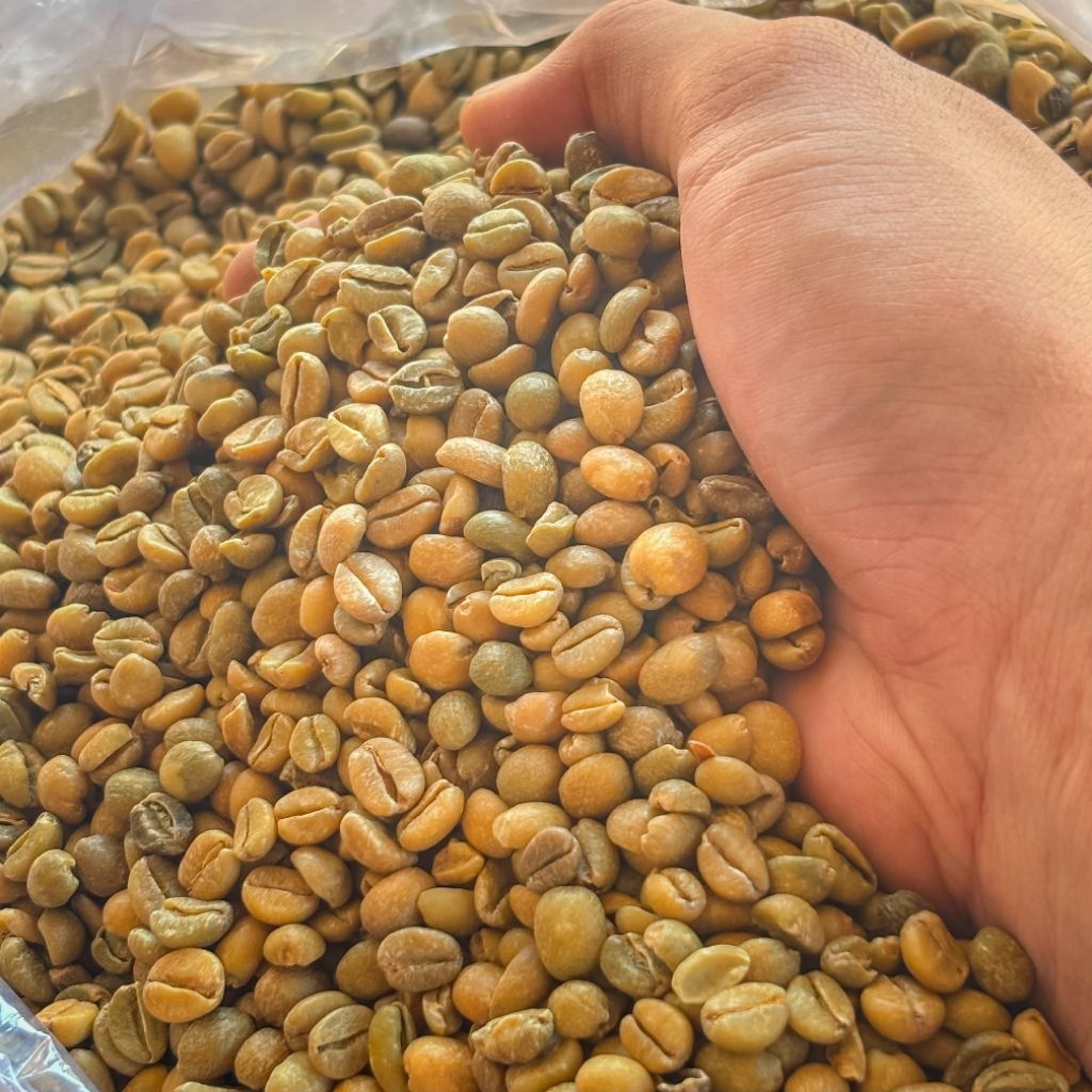Biji kopi mentah excelsa wonosalam Jombang
