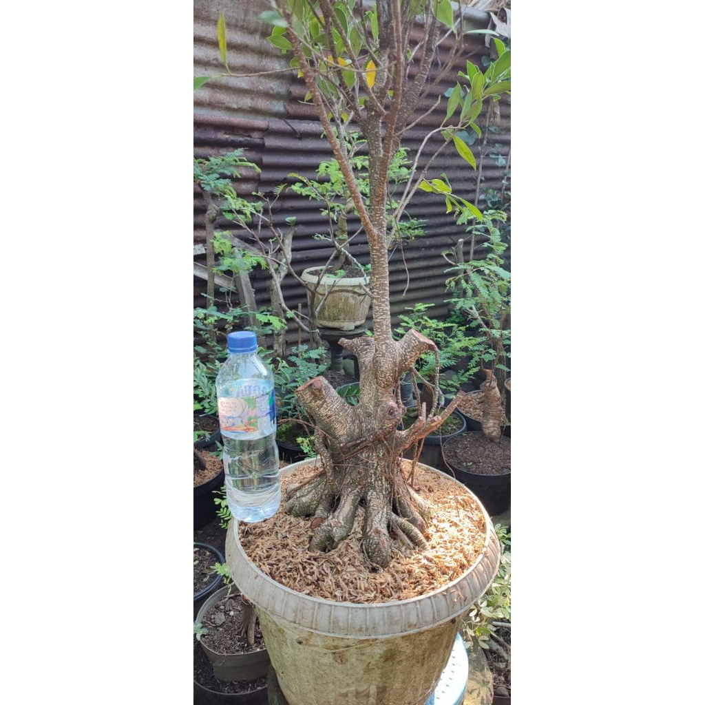 bahan bonsai kimeng prokar bogel