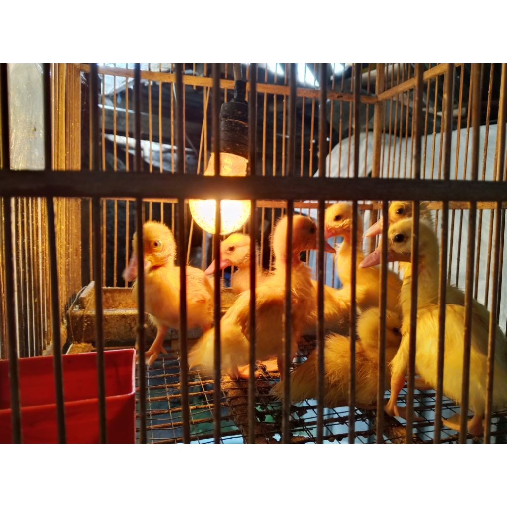 anakan bibit entok