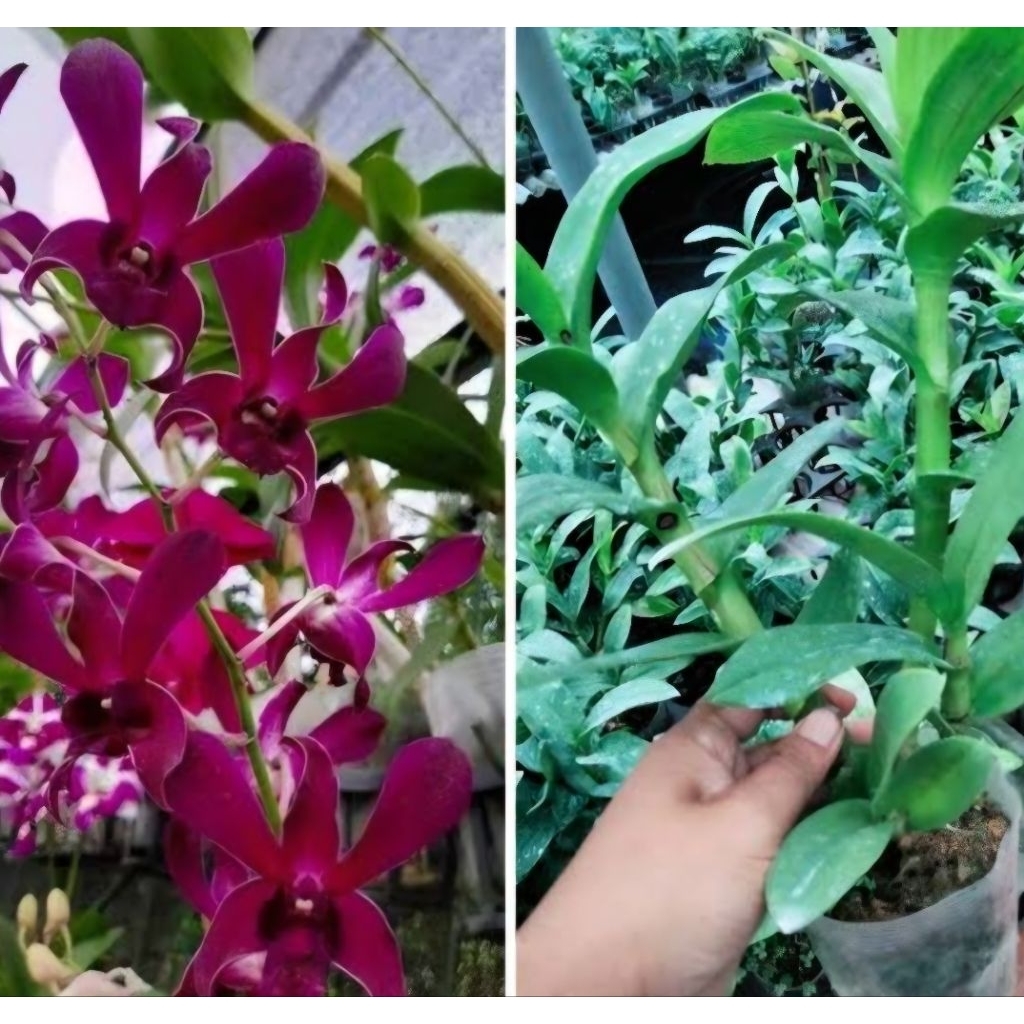 Bibit Anggrek Dendro Ready Stock/tanaman Hias anggrek Caesar red
