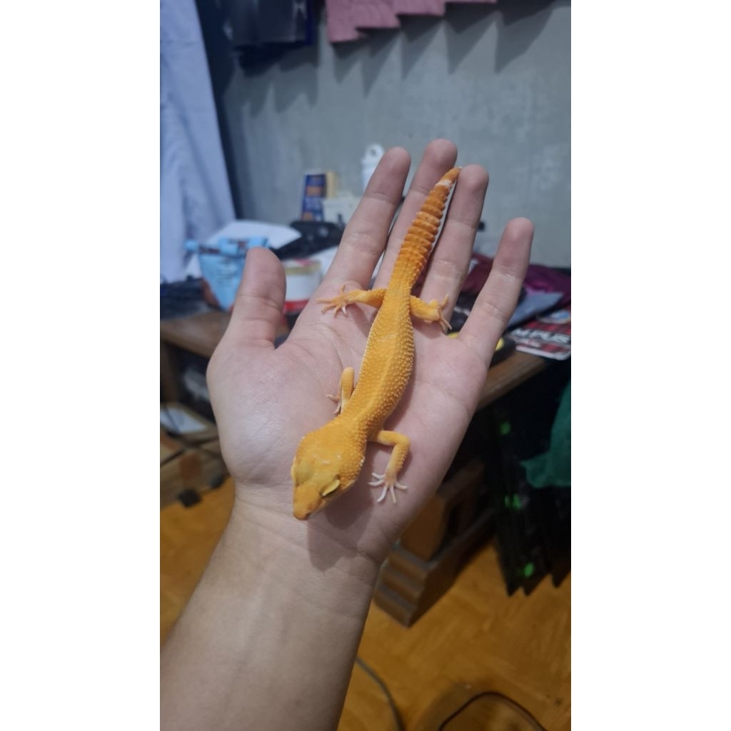 Leopard Gecko Male - Sunglow Tomato Line - Usia Dewasa Jantan Sehat HG010