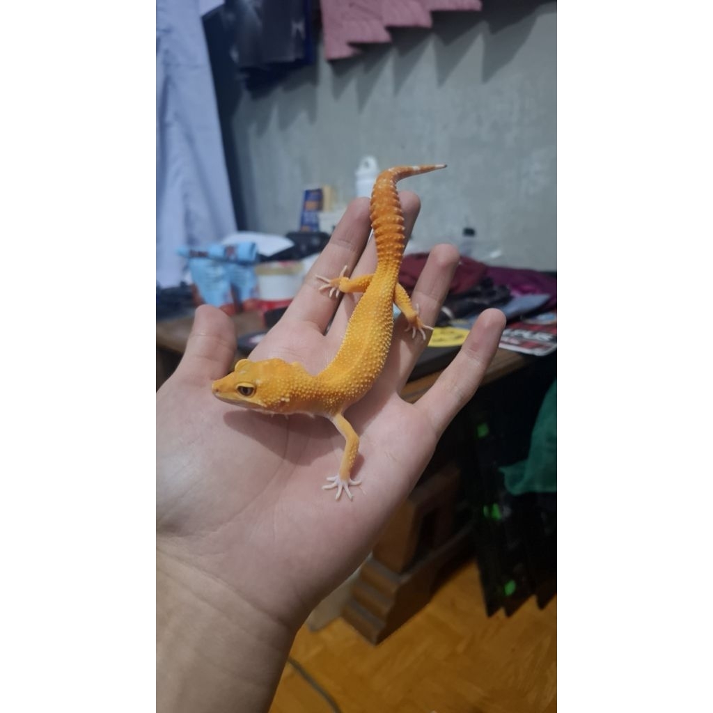Leopard Gecko Female - Sunglow - Usia Jelang Ovul Betina Sehat HG009