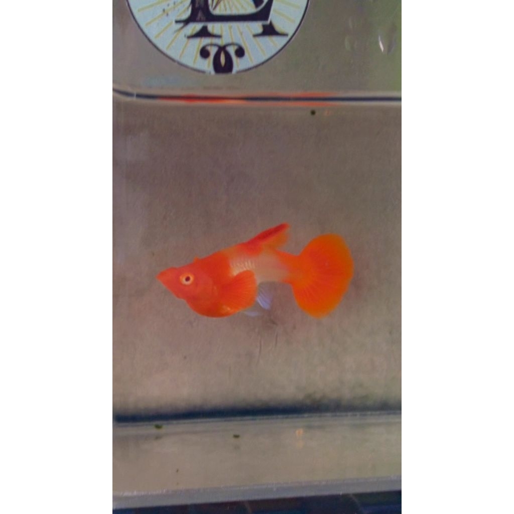 Guppy Guppy Albino Grade A