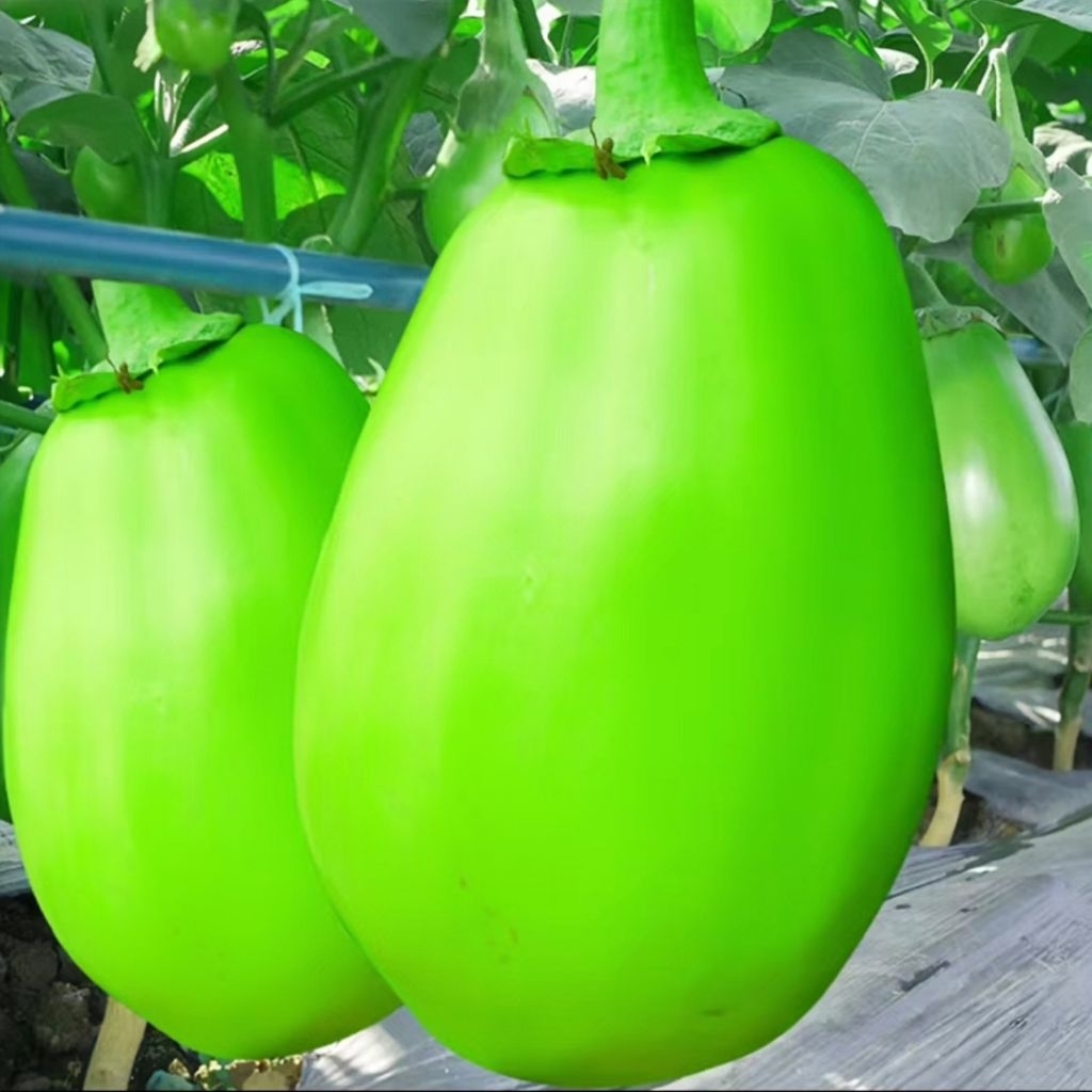 10 Butir Benih Terong Pondok Hijau Jumbo