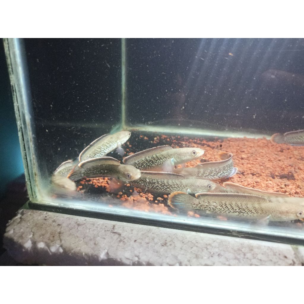 Ikan Stewarti Rim Tebal dengan Pelet Premium
