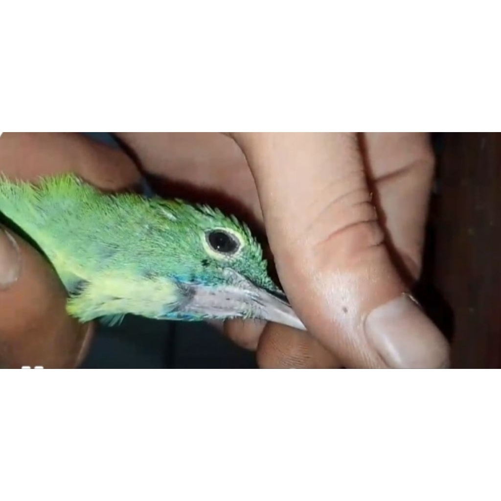 burung cucak ijo ph garansi jantan