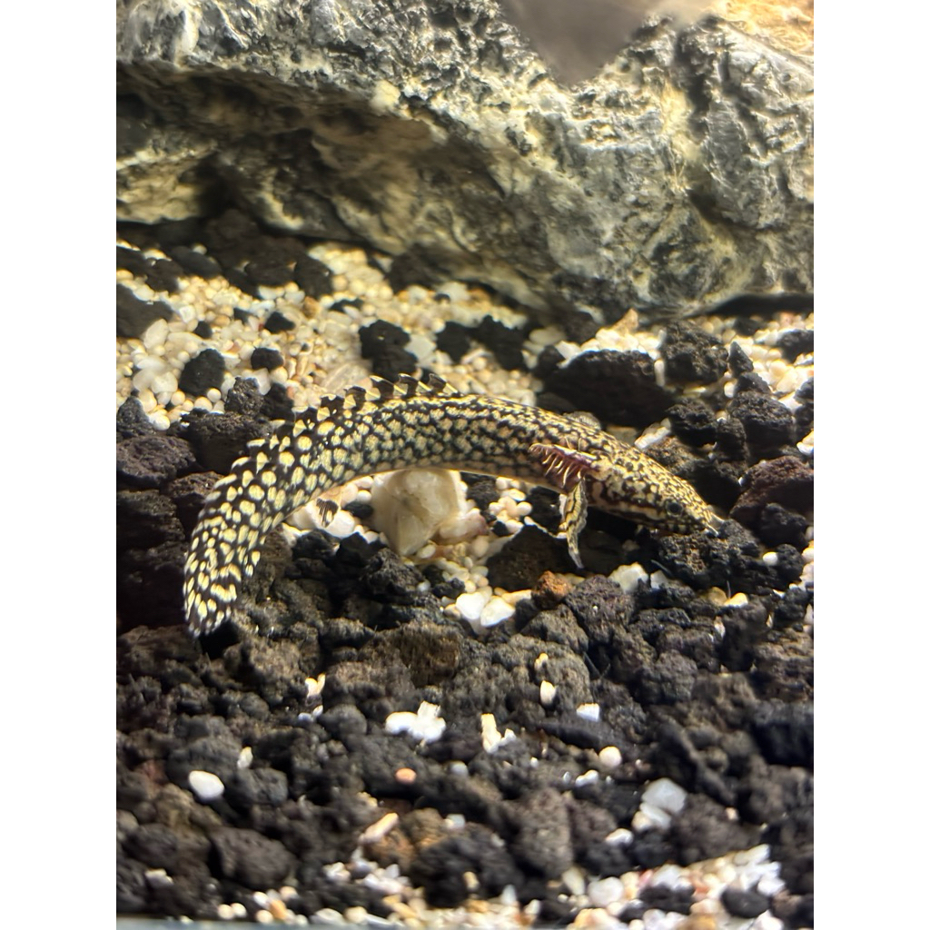 Palmas Orna (Polypterus ornatipinnis)