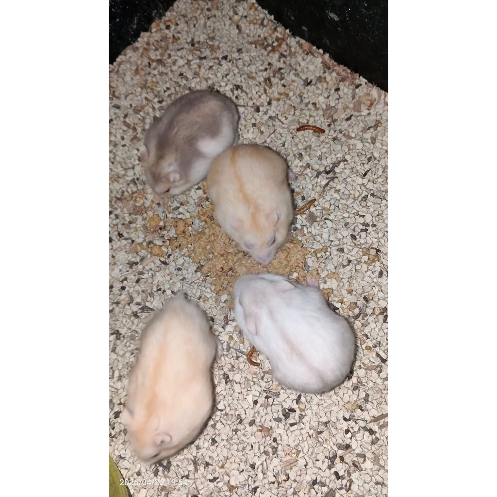Hamster Murah Hamster WinterWhite Hidup Jinak