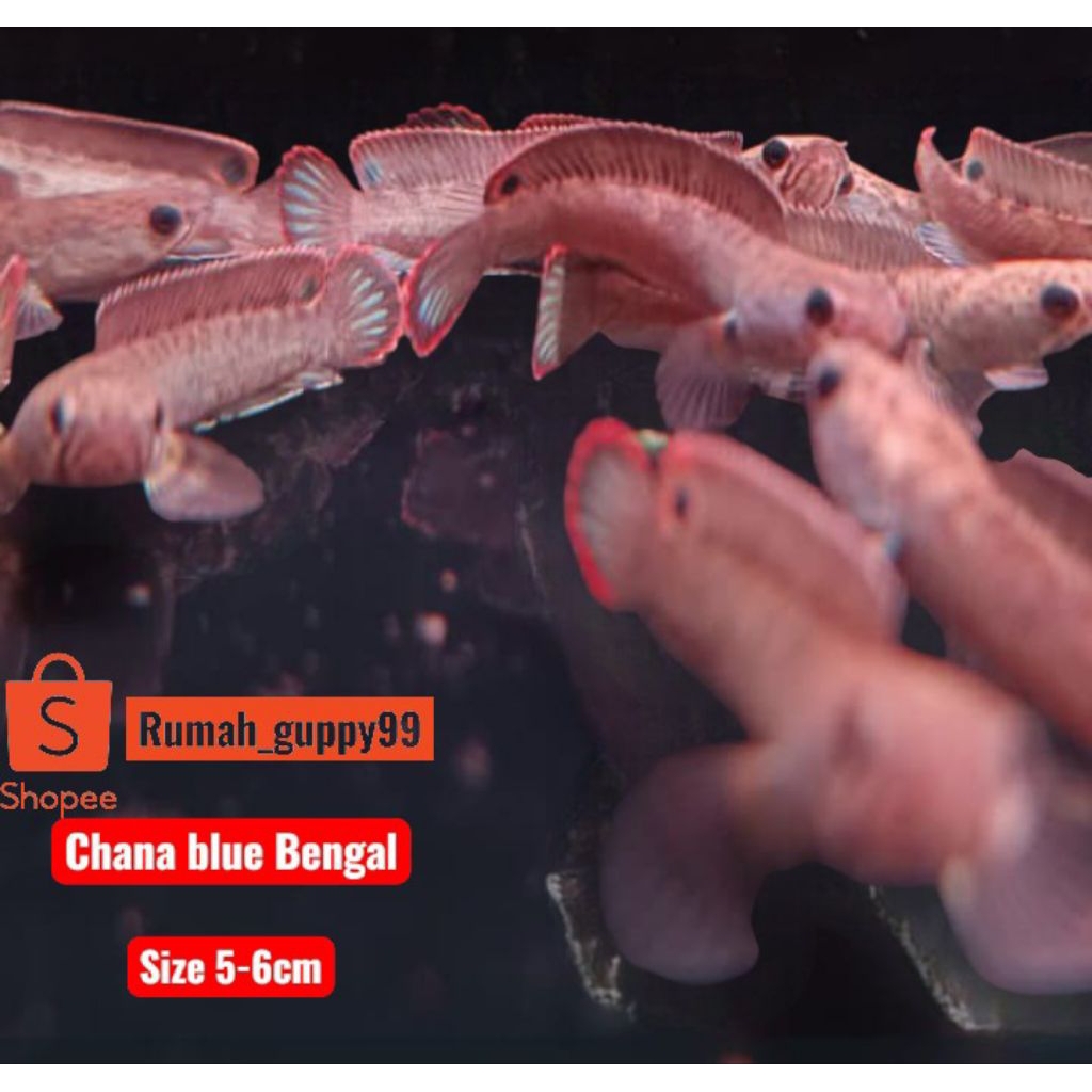 Ikan Chana Blue Bengal Size 5 6 cm Channa Andrao Sehat Aktif