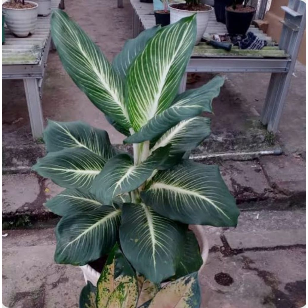 Tanaman Hias Diven Blanceng Gurita Bibit Tanaman Hias Diven Blanceng Gurita Siap Tanam