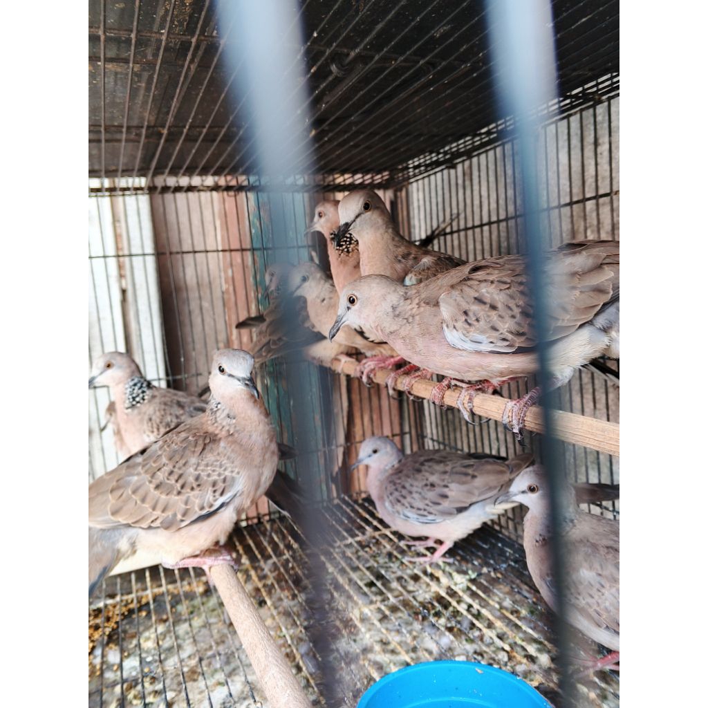 tekukur lokal alam jawa