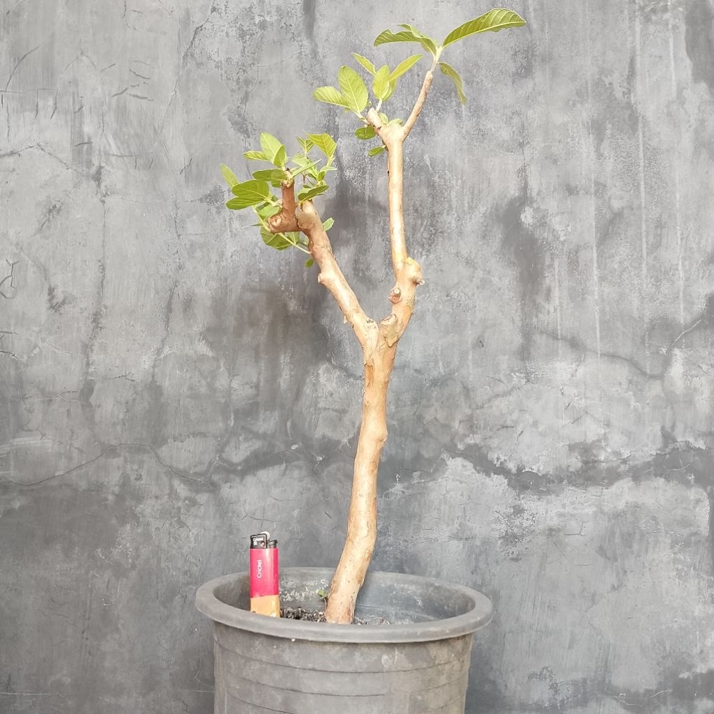 Bahan bonsai jambu biji sesuai foto J2
