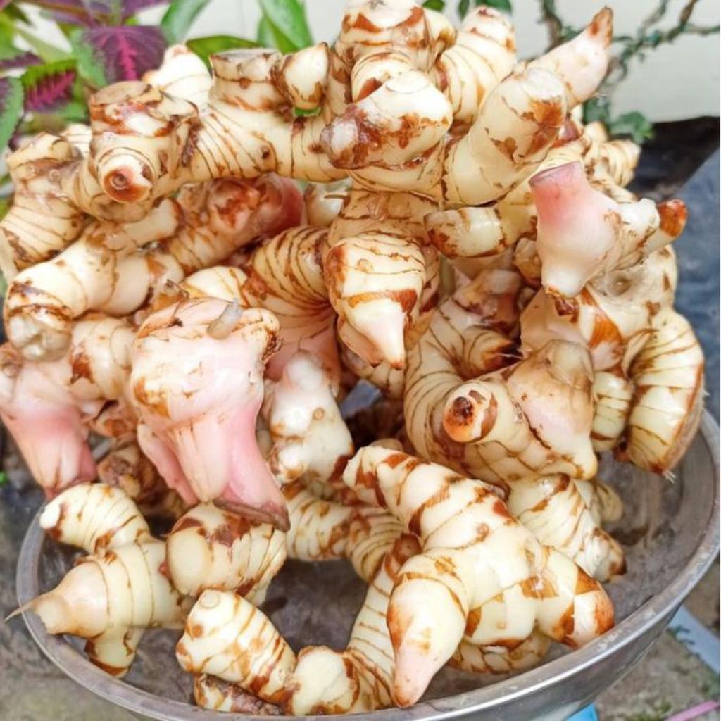 Laos putih / Laos bumbu dapur