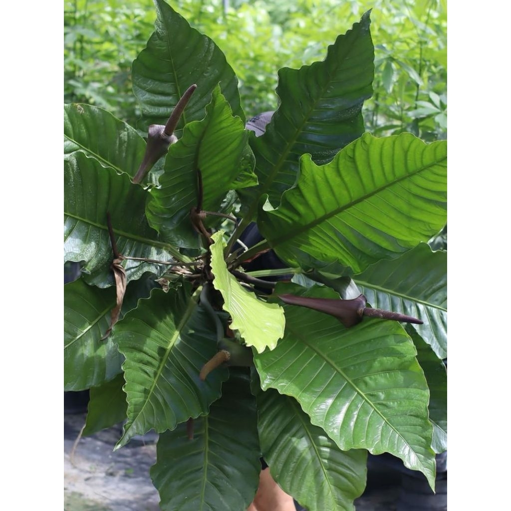 Anthurium Hookeri