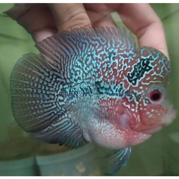 (Seafood) Louhan SRD Bulat Jenong 10cm