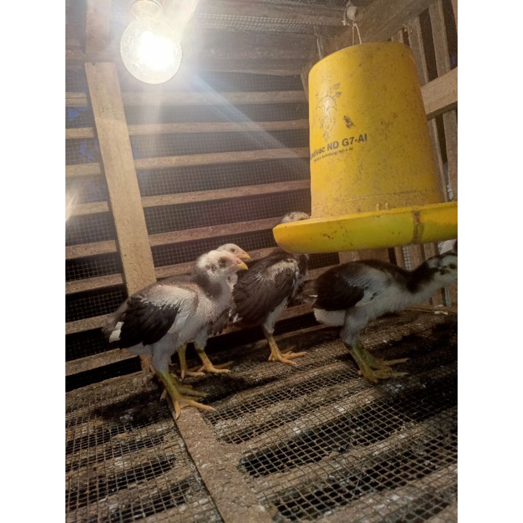 doc ayam bangkok