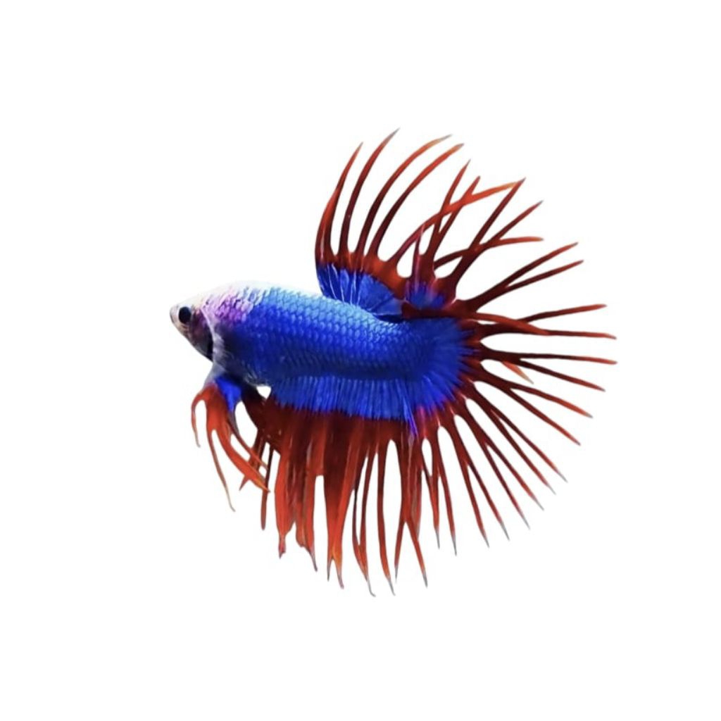 CUPANG CT MASKOT + CROWNTAIL MASKOT GRADE A+