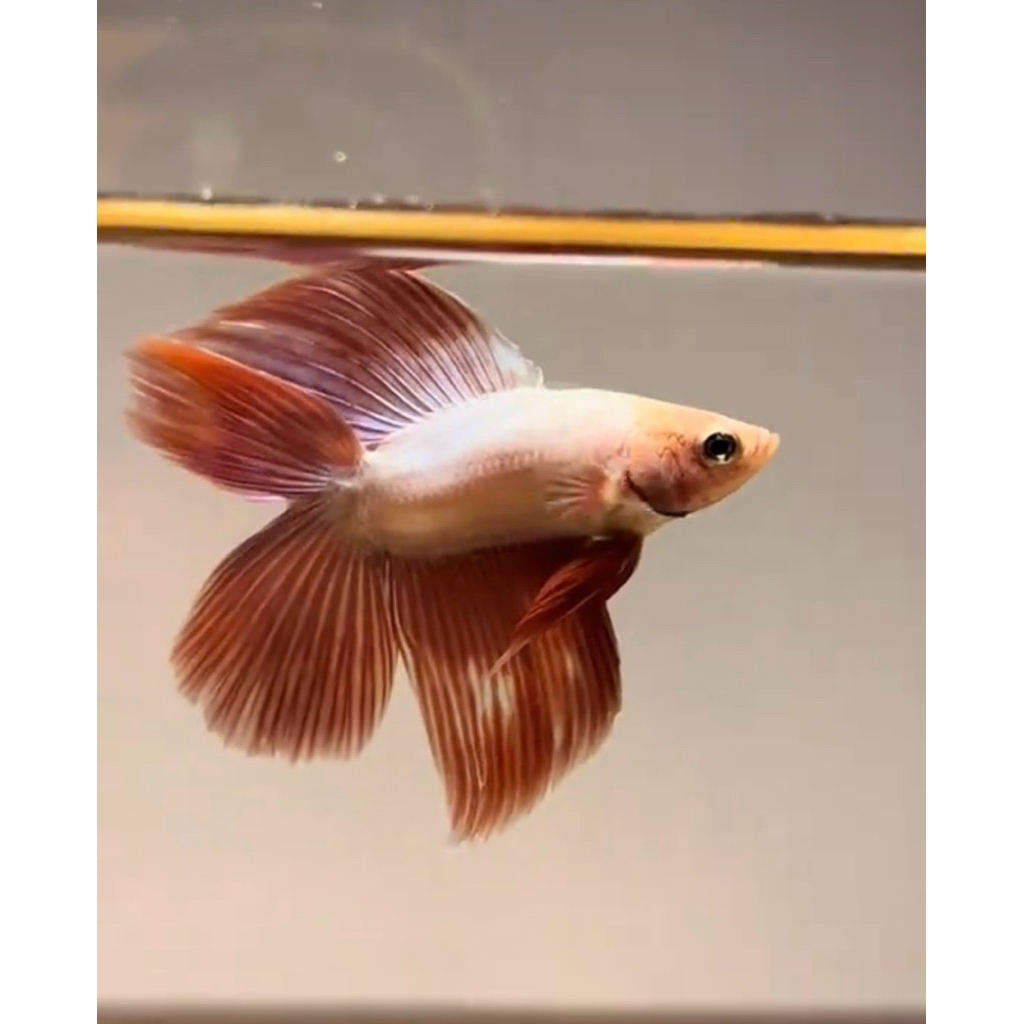 cupang veiltail double tail rosegold