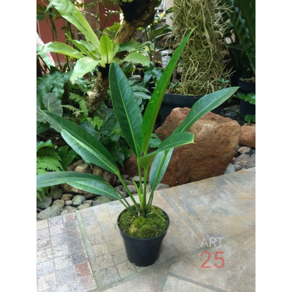 Anthurium Willdenowii | Anturium Golok | Real Picture