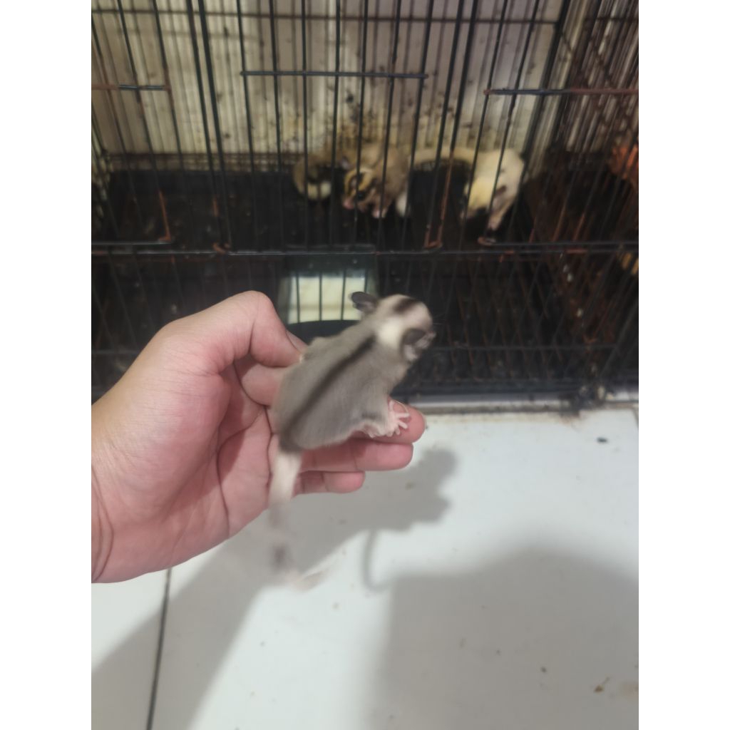 sugar glider mozaik betina