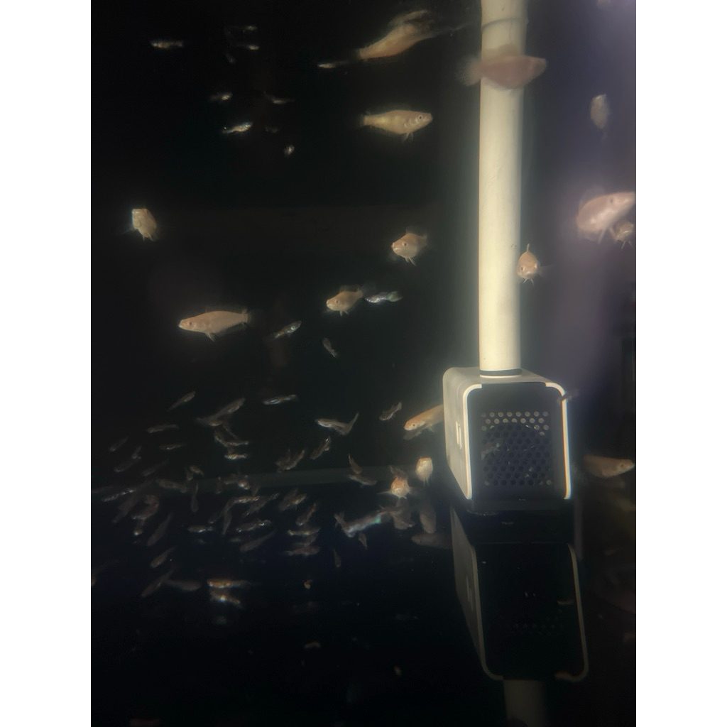 striata albino shortbody