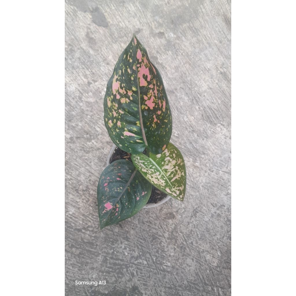 Aglonema Ruby Compacta/Compakta (Remaja)