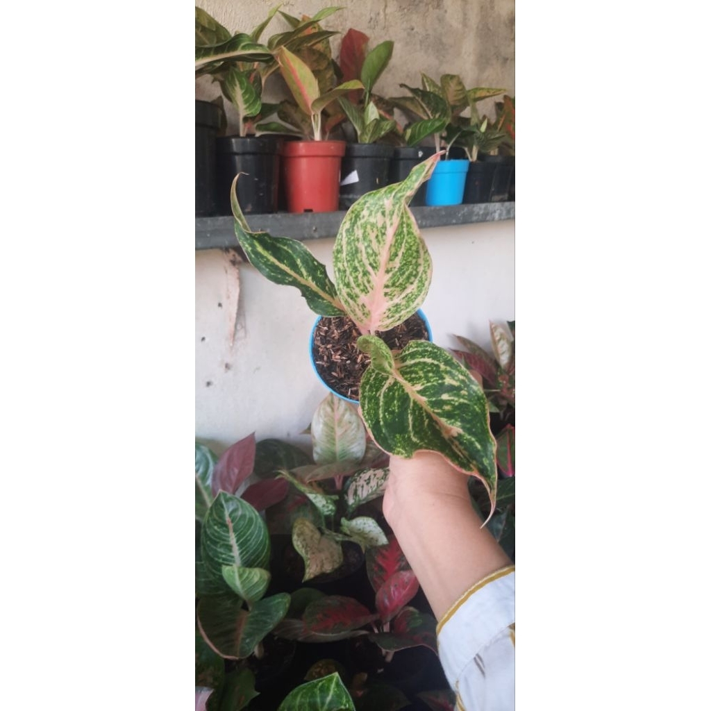 Aglonema Bidadari