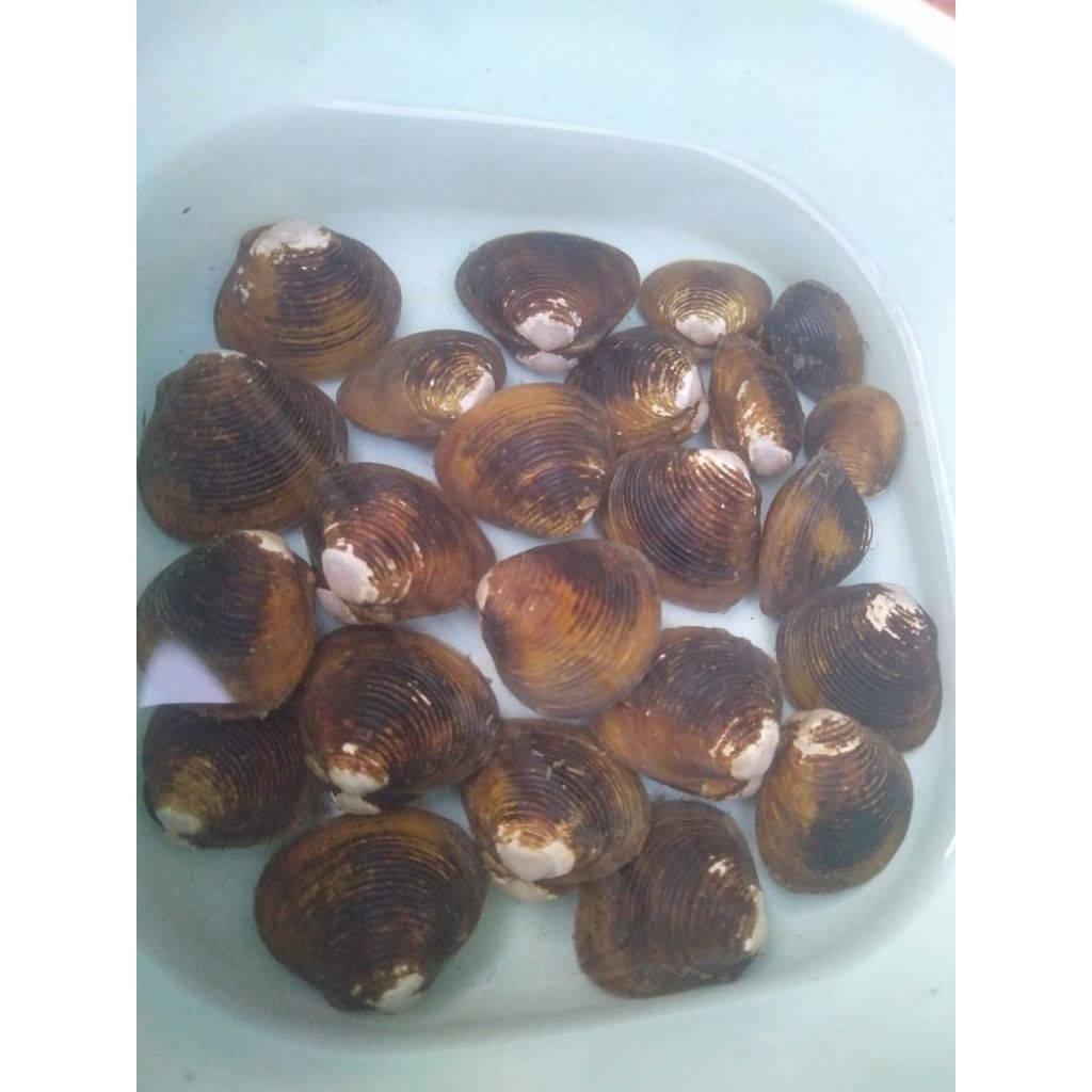 Hiasan Kerang Remis Aquascape Air Tawar