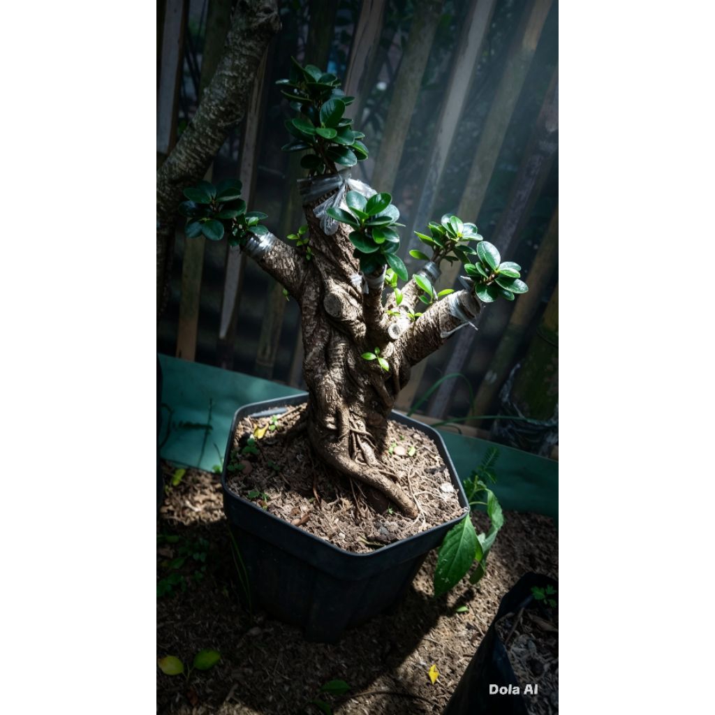 Bonsai Beringin Kimeng dolar mikro batang besar