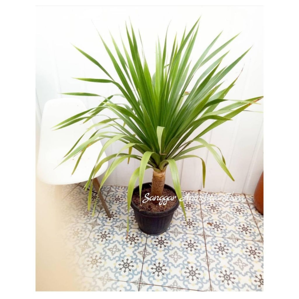 tanaman hias pandan bali + pot hitam
